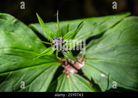 Sehr giftige Pflanze Rabenauge vierblättrige Paris quadrifolia auch bekannt, Beere oder True Lovers Knot wächst in der Wildnis in einem Wald. Stockfoto