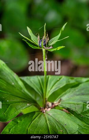 Sehr giftige Pflanze Rabenauge vierblättrige Paris quadrifolia auch bekannt, Beere oder True Lovers Knot wächst in der Wildnis in einem Wald. Stockfoto