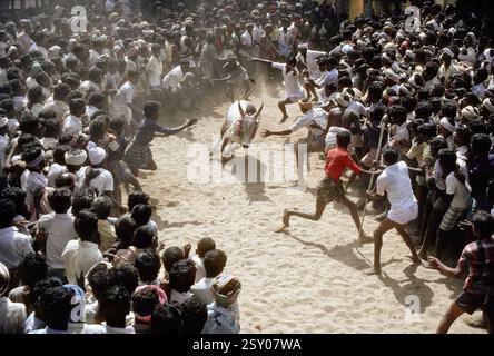 Jallikattu-Bullen-Zähmung in Alanganallur bei Madurai, Tamil Nadu, Indien, Asien Stockfoto