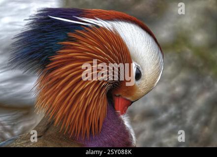 Mandarin Ente Stockfoto