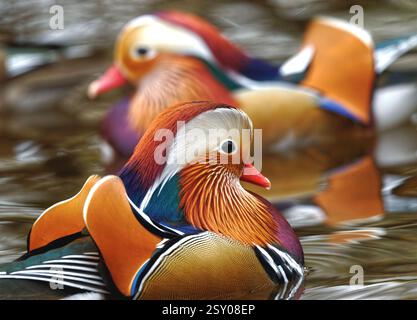 Mandarin Ente Stockfoto
