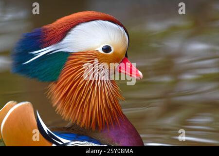 Mandarin Ente Stockfoto