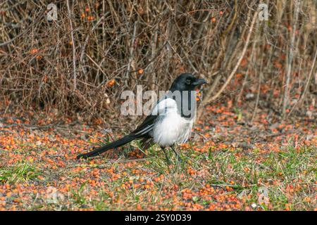 Die eurasische Elster steht auf dem Boden zwischen gefallenen vogelbeeren. Gemeine Elster, Pica pica. Porträt eines Vogels. Stockfoto