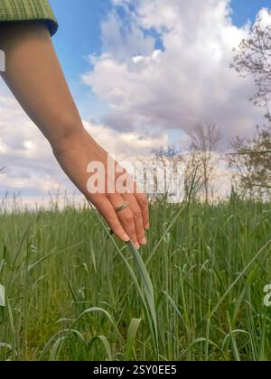 Nahaufnahme einer Frauenhand, die grünes Weizenfeld berührt. Stockfoto