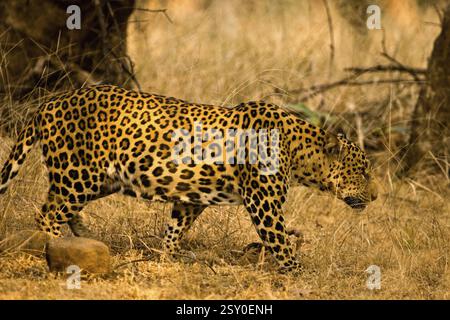 Männlicher Leopard panthera pardus, der auf trockenem Grasland im Ranthambore-Nationalpark, Rajasthan, Indien, Asien verfolgt Stockfoto