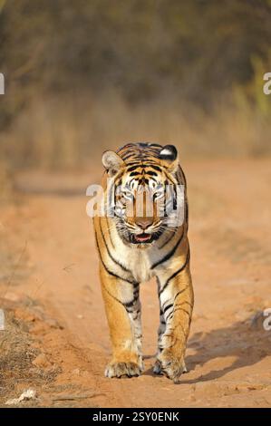 Tiger panthera tigris tigris bewegt sich auf Waldwegen, Ranthambore Nationalpark, Rajasthan, Indien, Asien Stockfoto
