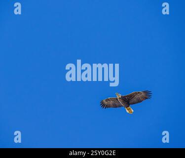 Weißkopfseeadler fliegen juvenile / unreife Haliaeetus leucocephalus unter der Seite mit ausgestreckten Flügeln - Flügelspannweite und blauer Himmel im Blackwater Wildlife Reserve Stockfoto