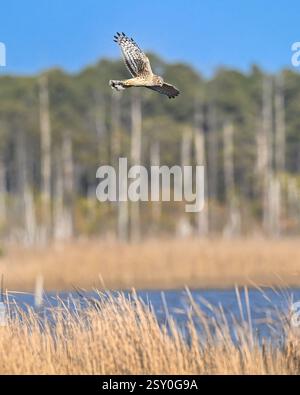 Ein weibliches Northern Harrier Circus hudsonius / Sumpffalke / Ringschwanzfalke, das über einem Sumpfgebiet fliegt, auf der Jagd nach Nahrungsmitteln - Raptor Wingspan Stockfoto