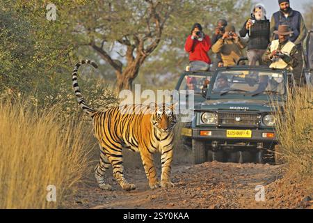 Touristenfahrzeuge folgen Tiger panthera tigris tigris, Ranthambore Nationalpark, Rajasthan, Indien, Asien Stockfoto