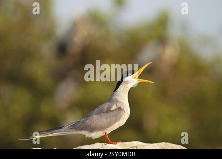 River tern sterna aurantia, Ranganathittu Sanctuary, Mysore, Karnataka, Indien, Asien Stockfoto