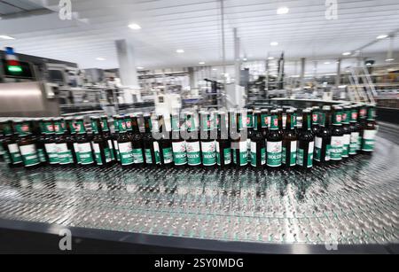 Hamburg, Deutschland. Februar 2025. Das Bier der Marke Holsten wird in der Produktion der Holsten Brauerei im Hamburger Stadtteil Hausbruch gebraut, abgefüllt und verpackt. Quelle: Christian Charisius/dpa/Alamy Live News Stockfoto