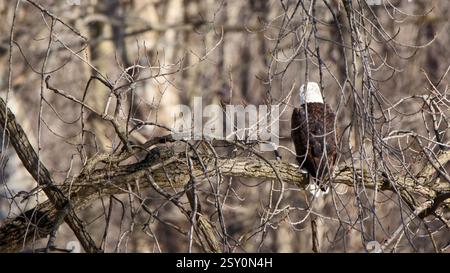 Ein Weißkopfseeadler hockte auf einem großen Ast, von hinten gesehen, mit vielen Ästen im Weg Stockfoto