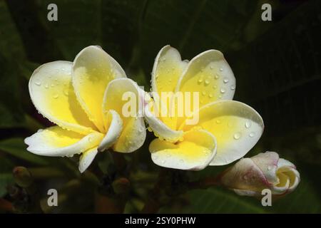 Plumeria Rubra, Trivandrum, Kerala, Indien, Asien Stockfoto