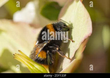 Queen Buff-Tail Hummel wärmt sich auf der Hellebur-Blüte auf Stockfoto