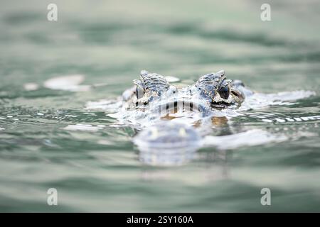 Porträt eines Yacare-Kaimans im Wasser, Pantanal, Brasilien. Stockfoto