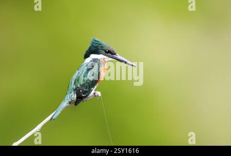 Grüner eisvogel auf einem Ast, Pantanal, Brasilien. Stockfoto