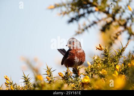 Dartford-Grasfänger auf Ginster mit gelben Blüten, Großbritannien Stockfoto