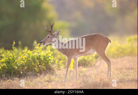 Pampas-Hirsch weidet auf einer Wiese unter weichem Sonnenuntergang, Brasilien. Stockfoto