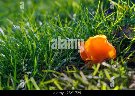 Orangenschalen-Pilz, Aleuria aurantia, National Botanic Gardens, Kilmacurragh, Co. Wicklow, Irland Stockfoto