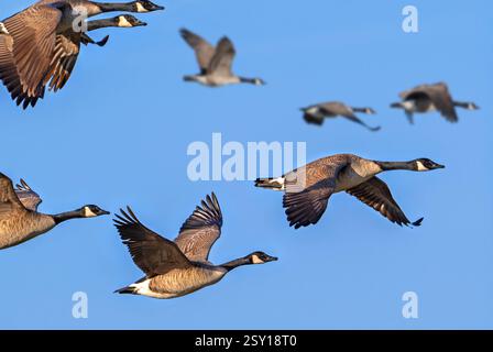 Herde von wandernden Kanadischen Gänsen / Kanadische Gänse (Branta canadensis) im Flug gegen den blauen Himmel Stockfoto