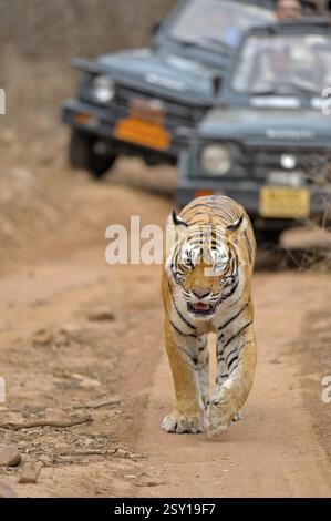 Touristenfahrzeuge nach ein Tiger auf einer Tiger-Safari in Ranthambhore Tiger reserve Stockfoto