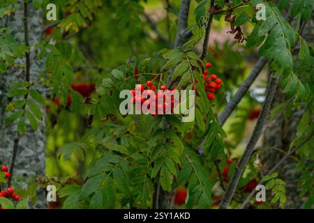 Dundaga. Dundaga Park. Rowan. Ein weitverbreiteter Obstbaum, der durch seine hellen Früchte bemerkbar ist, die bis zum Spätherbst und manchmal sogar bis zum Ende des Herbstes auf den Zweigen verbleiben Stockfoto