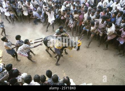 Jallikattu-Bullen-Zähmung in Alanganallur bei Madurai, Tamil Nadu, Indien, Asien Stockfoto