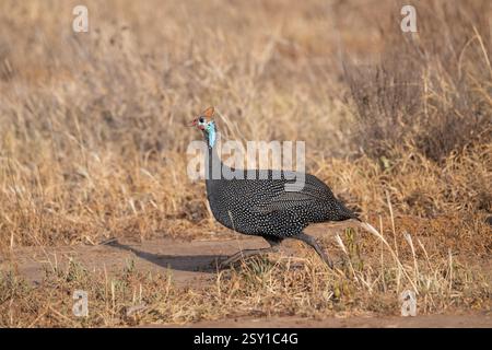 Behelmte guineafowl (Numida meleagris) Stockfoto