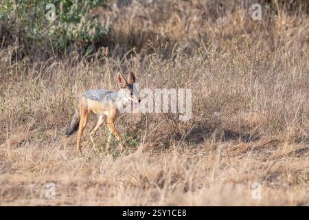 Schwarzschakal (Canis mesomelas), auch bekannt als Silberschakal Stockfoto