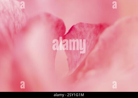 Zusammenfassung der rosafarbenen Blume Pune Maharashtra Indien Asien Jan 2012 Stockfoto