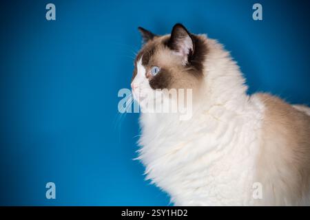 Schöne Ragdoll-Katze mit weißem und braunem Fell. Stockfoto