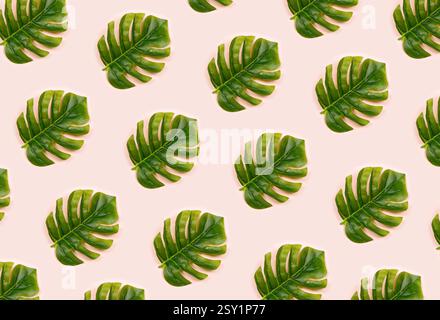Monstera-Muster auf rosa Hintergrund Stockfoto