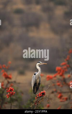 Graureiher ardea cinerea auf Waldflamme, Ranthambore Nationalpark, Rajasthan, Indien, Asien Stockfoto