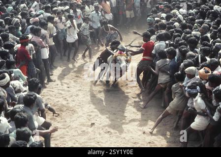 Jallikattu-Bullen-Zähmung in Alanganallur bei Madurai, Tamil Nadu, Indien, Asien Stockfoto