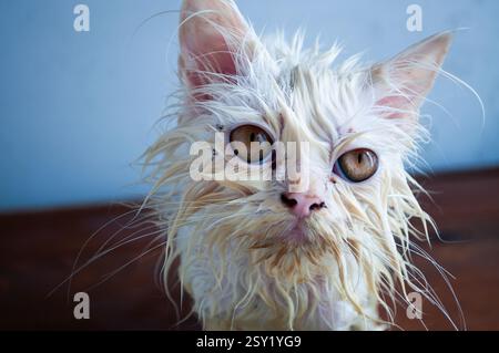 Nasse Katze Stockfoto