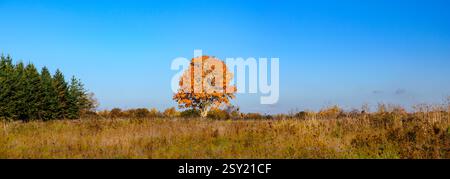 Panorama eines einsamen herbstlichen orangen Ahornbaums auf einer Wiese, flankiert von einer Reihe von Kiefern in der Morgensonne unter einem klaren blauen Himmel. Stockfoto