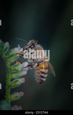 Diese atemberaubende Makroaufnahme fängt eine Biene ein, die auf einer lebendigen Blume thront und sich fleißig Pollen sammelt. Das Bild hebt die komplizierten Details der Bienen hervor Stockfoto