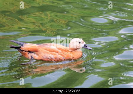Ruddy Shelduck, oder rote Ente, lat. Tadorna ferruginea, Schwimmen auf einem See. Es ist Wasservögel Familie von Enten, ähnlich wie die gemeinsame. Der Vogel hat einen Orang Stockfoto