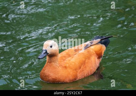 Ruddy Shelduck, oder rote Ente, lat. Tadorna ferruginea, Schwimmen auf einem See. Es ist Wasservögel Familie von Enten, ähnlich wie die gemeinsame. Der Vogel hat einen Orang Stockfoto