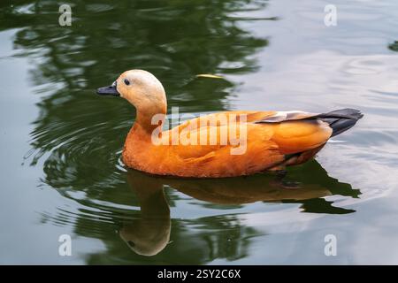 Ruddy Shelduck, oder rote Ente, lat. Tadorna ferruginea, Schwimmen auf einem See. Es ist Wasservögel Familie von Enten, ähnlich wie die gemeinsame. Der Vogel hat einen Orang Stockfoto