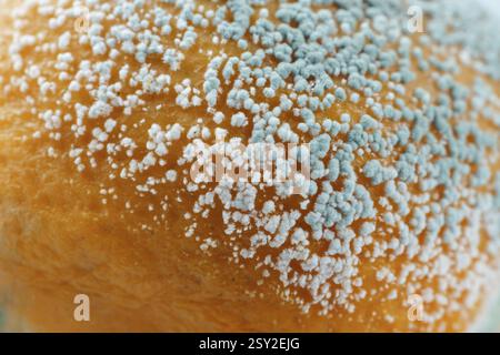 Makrofotograf Detail einer verfaulten Orange mit Schimmel isoliert auf weißem Hintergrund und Kopierraum Stockfoto