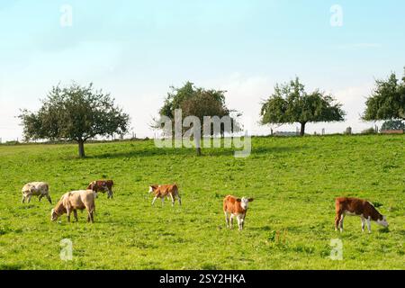 Draußen lag die Kuh auf der Wiese draußen Stockfoto