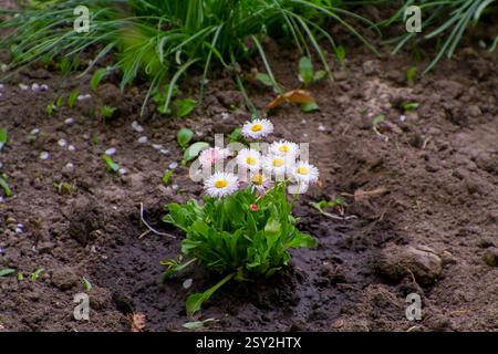 Eine kleine Gruppe zarter weißer und rosafarbener Gänseblümchen mit gelben Zentren, die in reichem Boden wachsen und von grünem Laub umgeben sind. Eine friedliche und natürliche Quelle Stockfoto