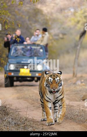 Touristenfahrzeuge folgen Tiger panthera tigris tigris, Ranthambore Nationalpark, Rajasthan, Indien, Asien Stockfoto