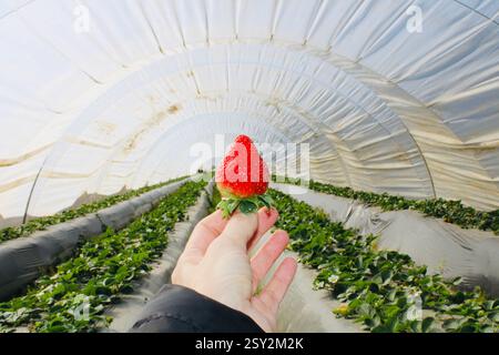 Frisch geerntete, reife Erdbeere in der Hand in einem Gewächshaus, mit Reihen von Erdbeerpflanzen, die unter einem schützenden Plastiktunnel wachsen. Stockfoto