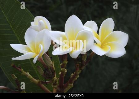 Plumeria Rubra, Trivandrum, Kerala, Indien, Asien Stockfoto
