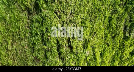 Eine detaillierte Ansicht eines Baumstamms, der mit dichtem grünem Moos bedeckt ist und komplizierte Texturen und Muster mit teilweise sichtbarer Rinde darunter offenbart. Stockfoto