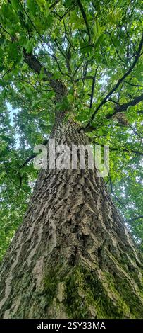 Ein hoher Baum von seiner Basis aus gesehen, mit strukturierter Rinde, Moosflecken und Sonnenlicht, das durch ein dichtes Baldachin aus grünen Blättern filtert. Stockfoto