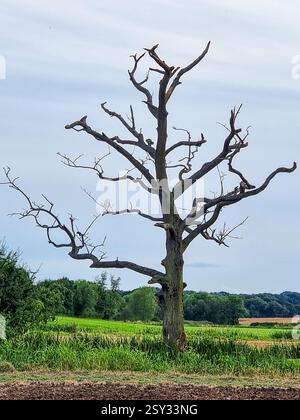 Ein einsamer, knorriger Baum steht ohne Blätter inmitten üppiger grüner Vegetation, eines Getreidefeldes und dichter Bäume unter bewölktem Himmel in einer ländlichen Umgebung. Stockfoto
