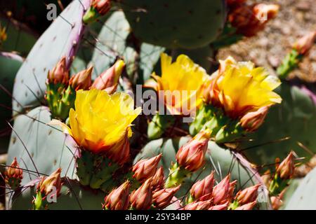 Drei gelbe Blüten mit braunen Mittelpunkten. Die Blumen sind auf einer Pflanze. Die Pflanze ist grün Stockfoto